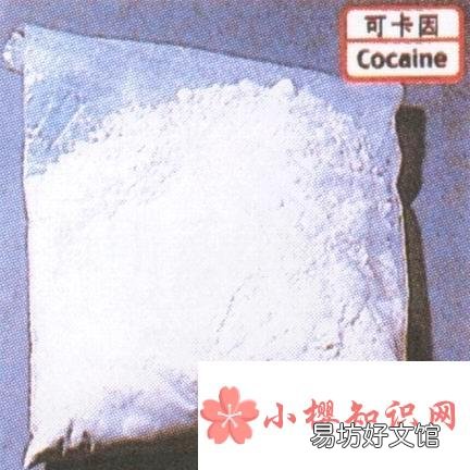 南美的什么地方是可卡因的最大生产基地?
