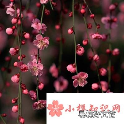 百般红紫斗芳菲的上一句是什么?