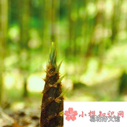 冬笋怎么保存才能时间长而新鲜？