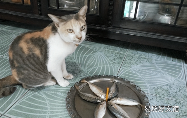 小猫吃什么食物比较好(小猫吃什么食物有营养)
