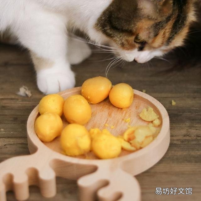 小猫吃什么食物比较好(小猫吃什么食物有营养)