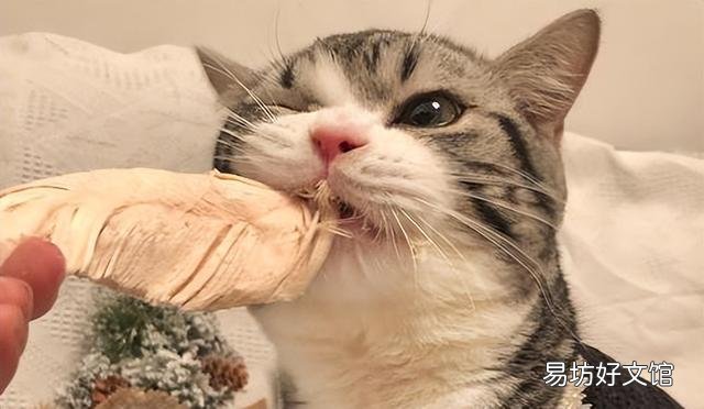 小猫吃什么食物比较好(小猫吃什么食物有营养)