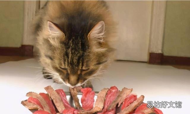 小猫吃什么食物比较好(小猫吃什么食物有营养)