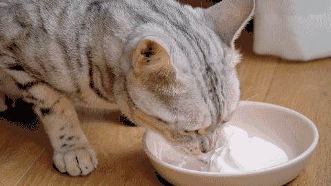 小猫吃什么食物比较好(小猫吃什么食物有营养)