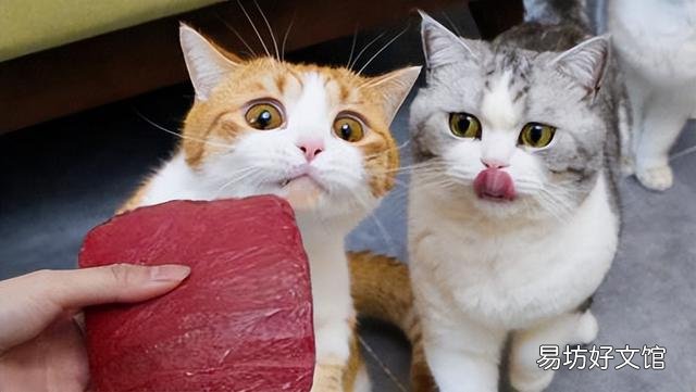 小猫吃什么食物比较好(小猫吃什么食物有营养)