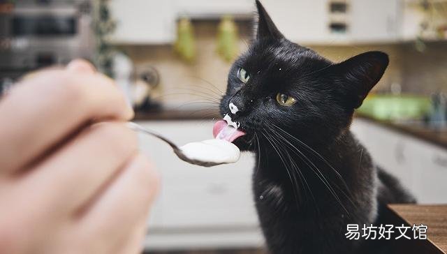 小猫吃什么食物比较好(小猫吃什么食物有营养)