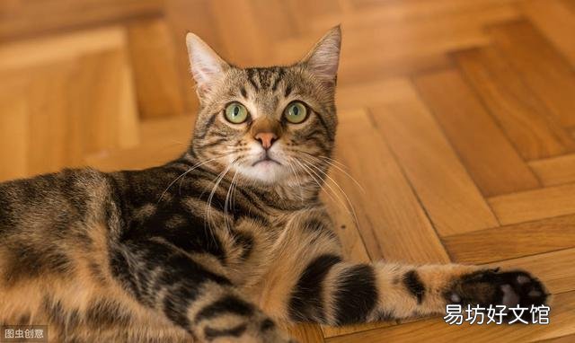 猫肠胃炎的症状用药(猫肠胃炎的症状及治疗)