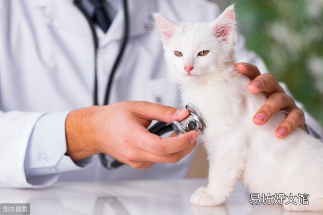猫肠胃炎的症状用药(猫肠胃炎的症状及治疗)