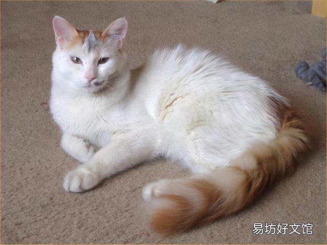 巨型猫品种大全带图(巨型猫品种大全)