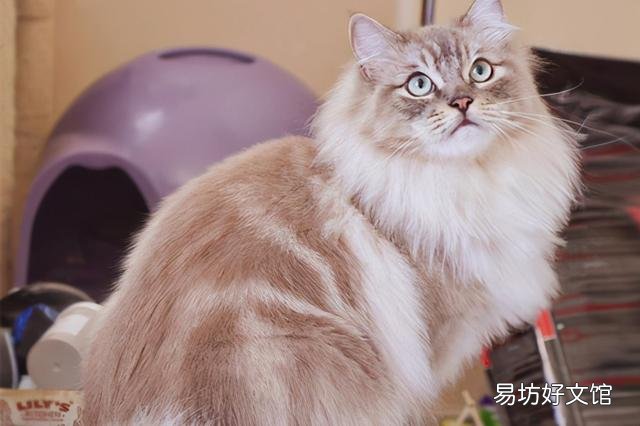 巨型猫品种大全带图(巨型猫品种大全)