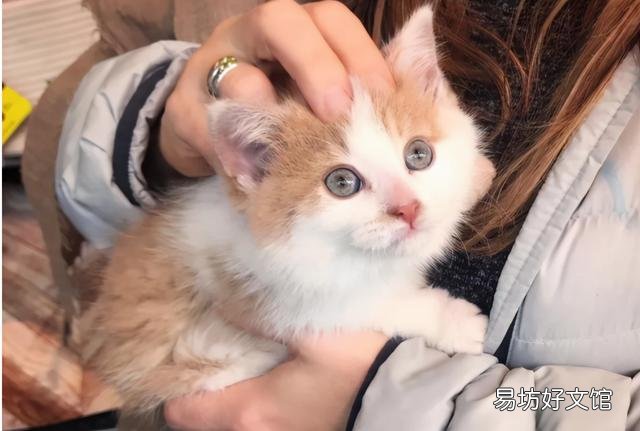 猫怀孕吃什么补充营养(猫怀孕吃什么补充营养最快)