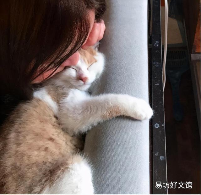 猫怀孕吃什么补充营养(猫怀孕吃什么补充营养最快)