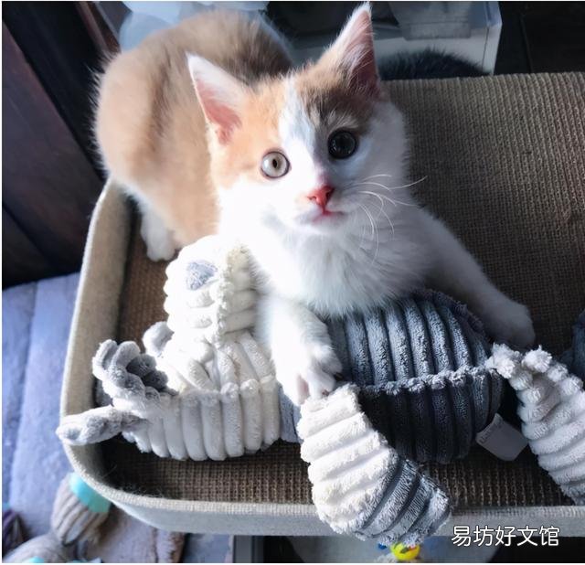 猫怀孕吃什么补充营养(猫怀孕吃什么补充营养最快)
