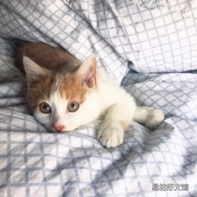 猫怀孕吃什么补充营养(猫怀孕吃什么补充营养最快)