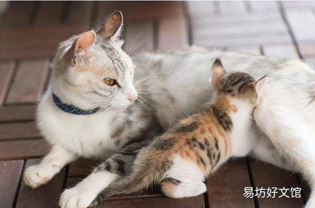 如何判断猫的年龄(如何判断猫的年龄图解)