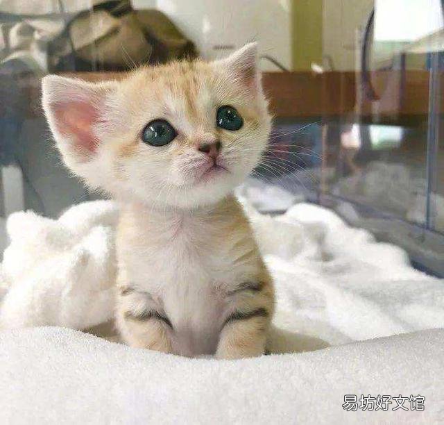 如何判断猫的年龄(如何判断猫的年龄图解)