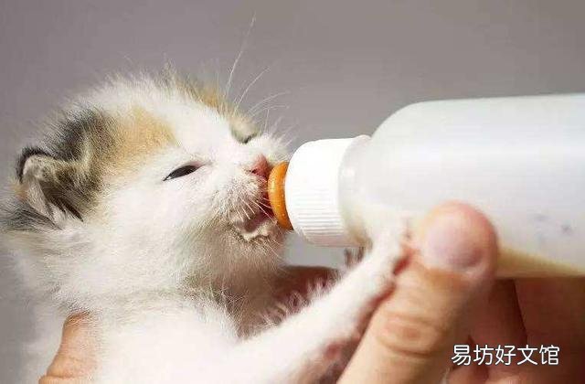 如何判断猫的年龄(如何判断猫的年龄图解)