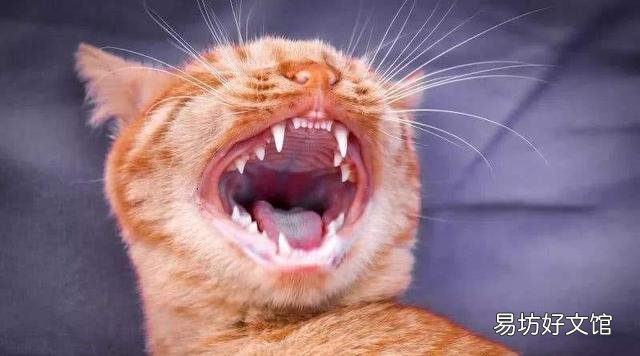 如何判断猫的年龄(如何判断猫的年龄图解)