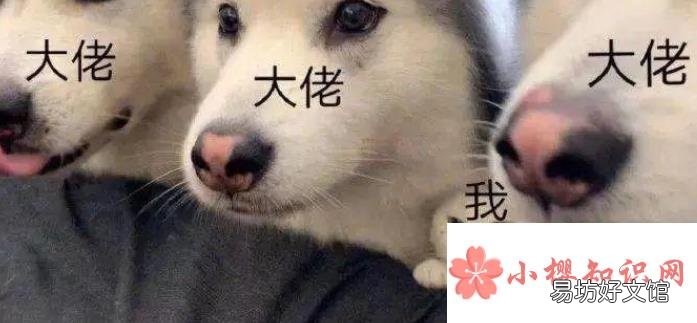 沙雕的文案句子有哪些？