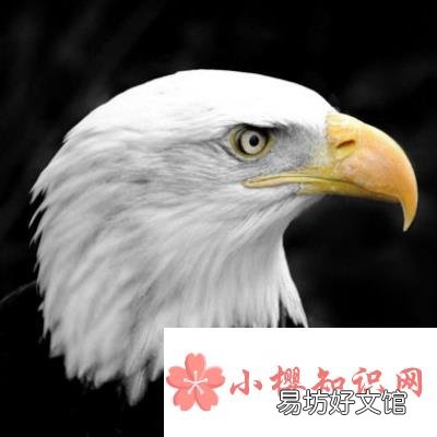 美国的国宝是什么动物?
