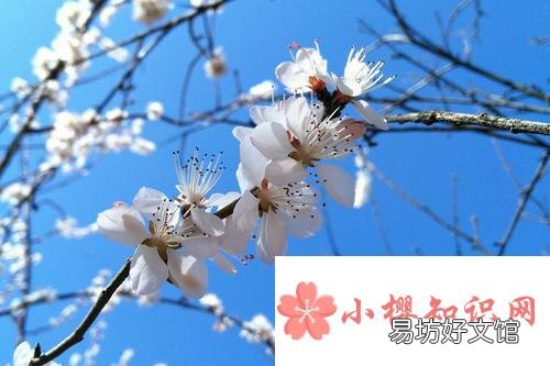 关于春天的25首简单古诗有哪些？
