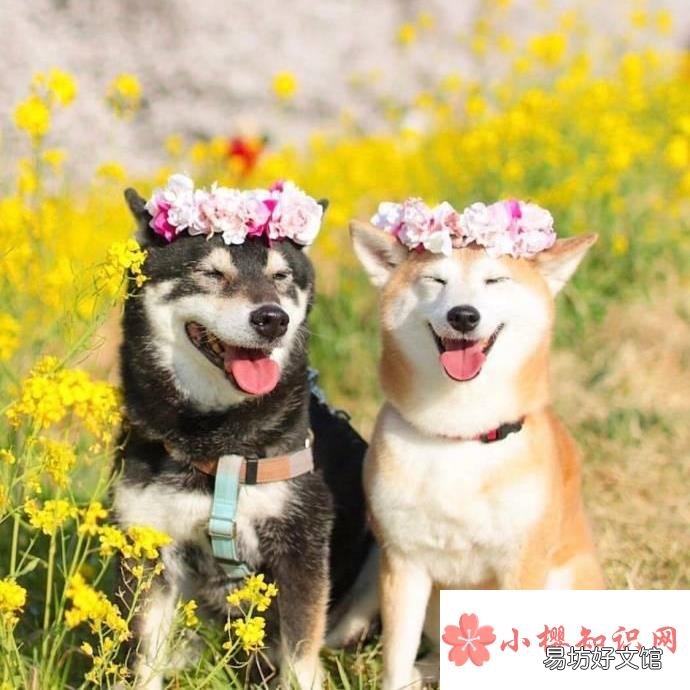 关于春暖花开的朋友圈句子有哪些?