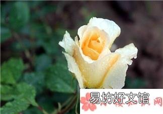 描写雨天赏花的心情的唯美经典句子 雨天赏花的心情经典句子