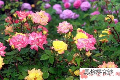 描写雨天赏花的心情的唯美经典句子 雨天赏花的心情经典句子