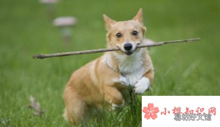 梦见狗是什么意思