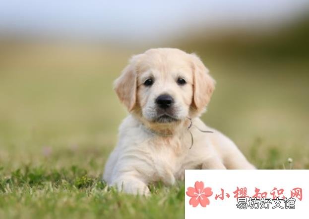 梦见狗是什么意思
