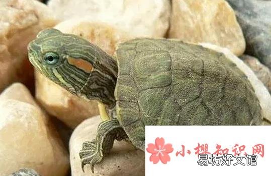 巴西龟干养还是水养好?