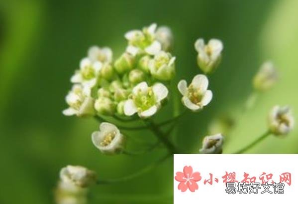 形容春天的古诗?