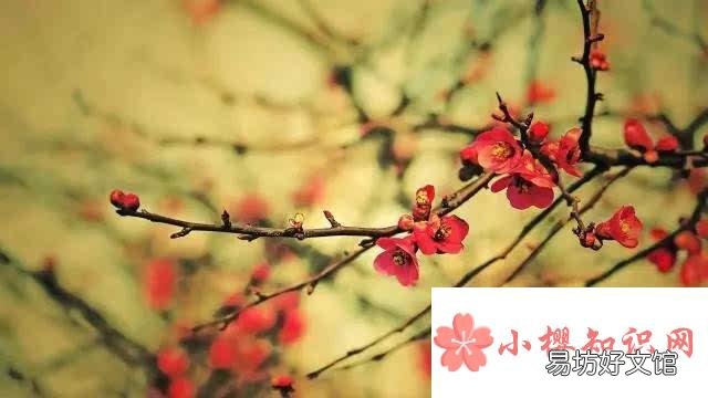 冰心写的关于植物的现代诗歌有哪些?
