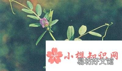 冰心写的关于植物的现代诗歌有哪些?