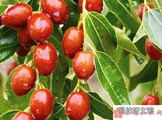 红枣怎么吃会更有营养 常吃红枣有什么好处