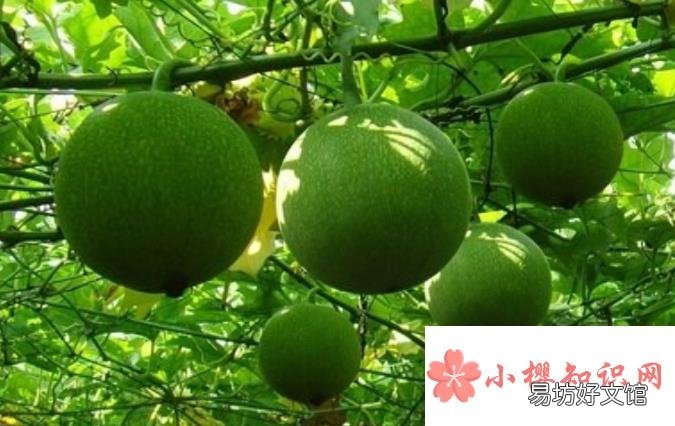 瓜蒌的功效与作用