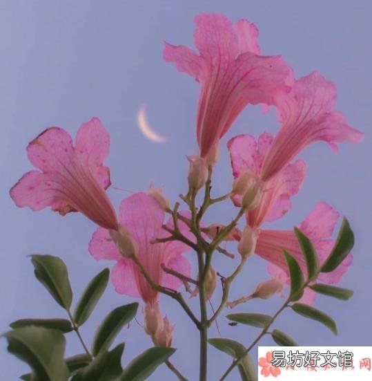 三月春暖花開朋友圈句子 三月春暖花開的說說