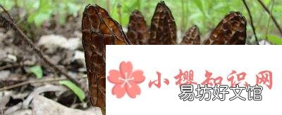 羊肚菌的食用方法是什么?