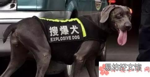melove小米辣什么梗搞笑英文翻译合集 Show