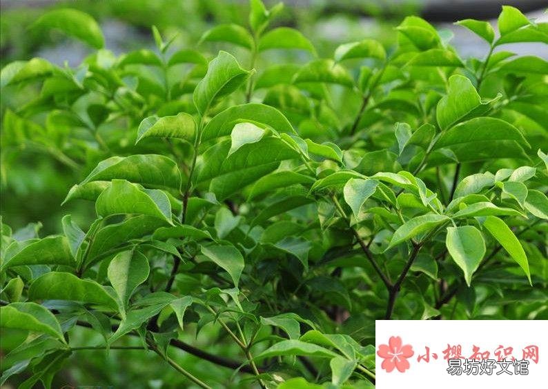 幸福树的养殖方法和注意事项是什么?