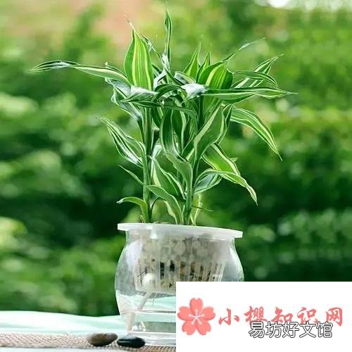 富贵竹怎么养？