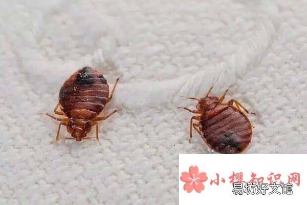 臭虫是怎么来的?怎样才能根除它?