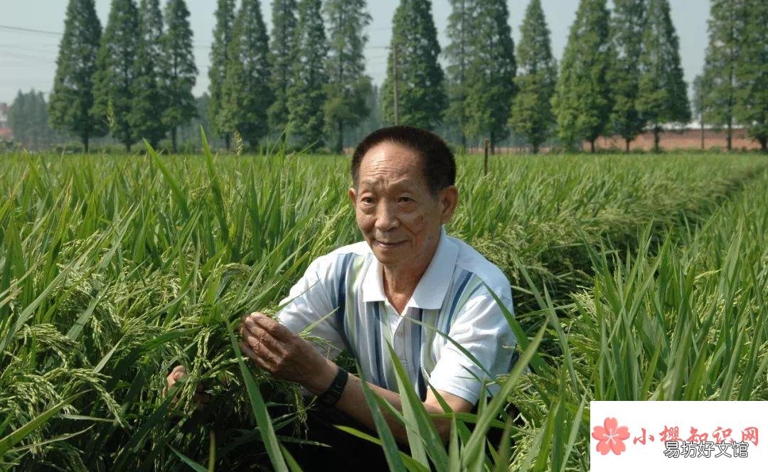 简短的杂交水稻故事有哪些?