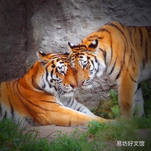 狮子是猫科动物吗(狮子属于猫科动物吗)