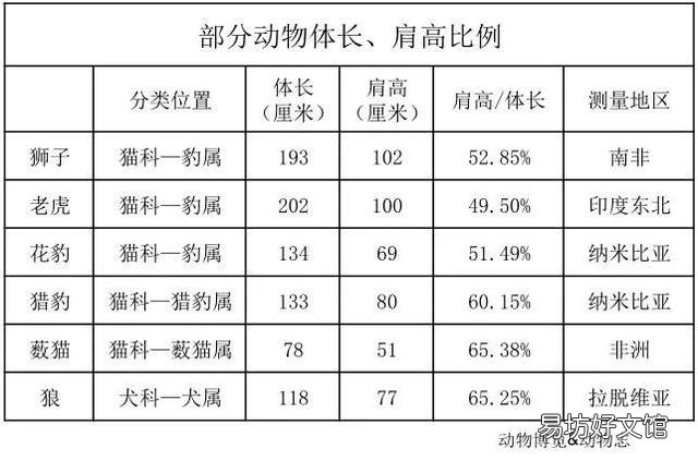狮子是猫科动物吗(狮子属于猫科动物吗)
