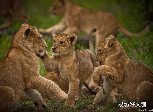狮子是猫科动物吗(狮子属于猫科动物吗)