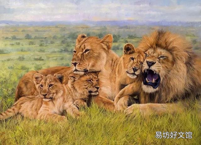 狮子是猫科动物吗(狮子属于猫科动物吗)