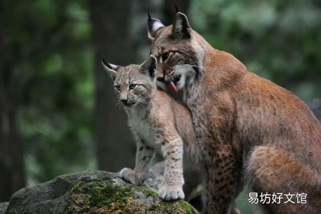 狮子是猫科动物吗(狮子属于猫科动物吗)