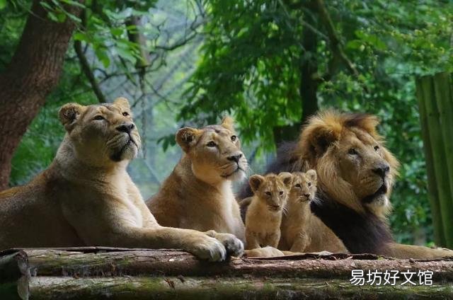 狮子是猫科动物吗(狮子属于猫科动物吗)