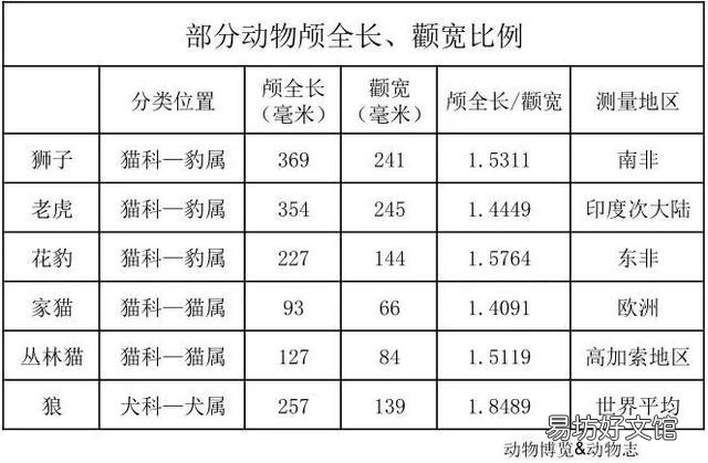 狮子是猫科动物吗(狮子属于猫科动物吗)